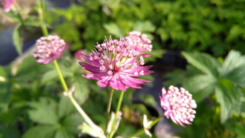 Astrantia major 'Star of Love' Астранция крупная